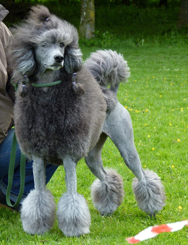 Zuchtpudel Hinja
