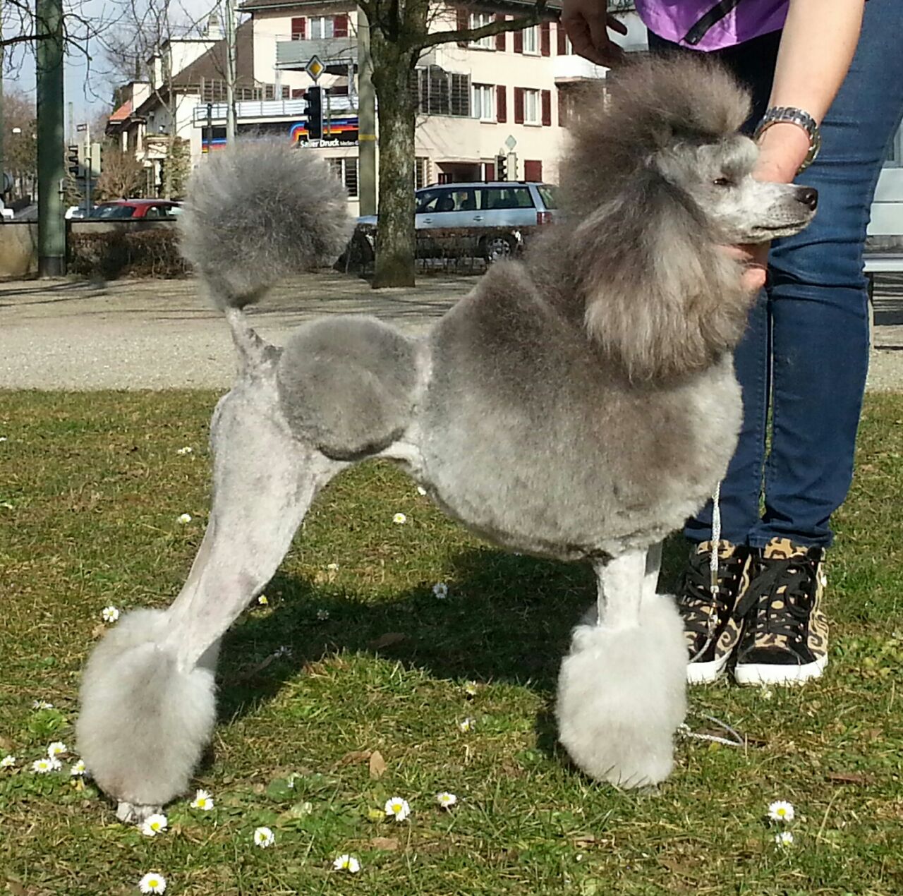 Zuchtpudel Silver Joyce